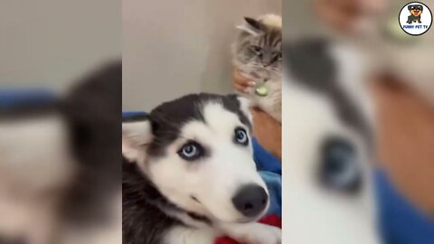 Cute And Funny Puppy With Kitty | Play Together🐈🐕