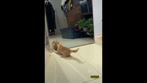 Funny cat video front of mirror what happened ... see and laugh