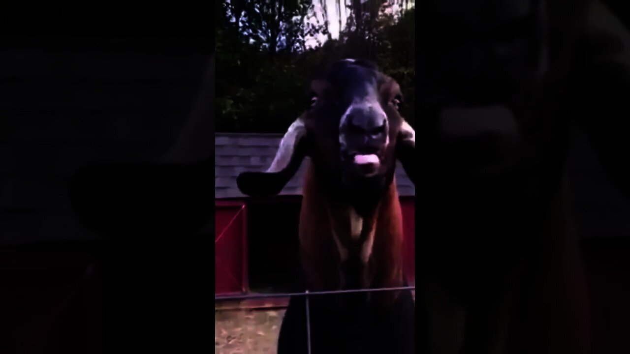 Funny Goat With ALot To Say