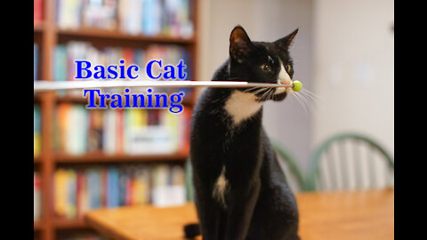 Basic Cat Training Tips