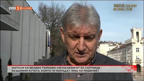 Жители на Велико Търново са притеснени от големия брой бездомни кучета