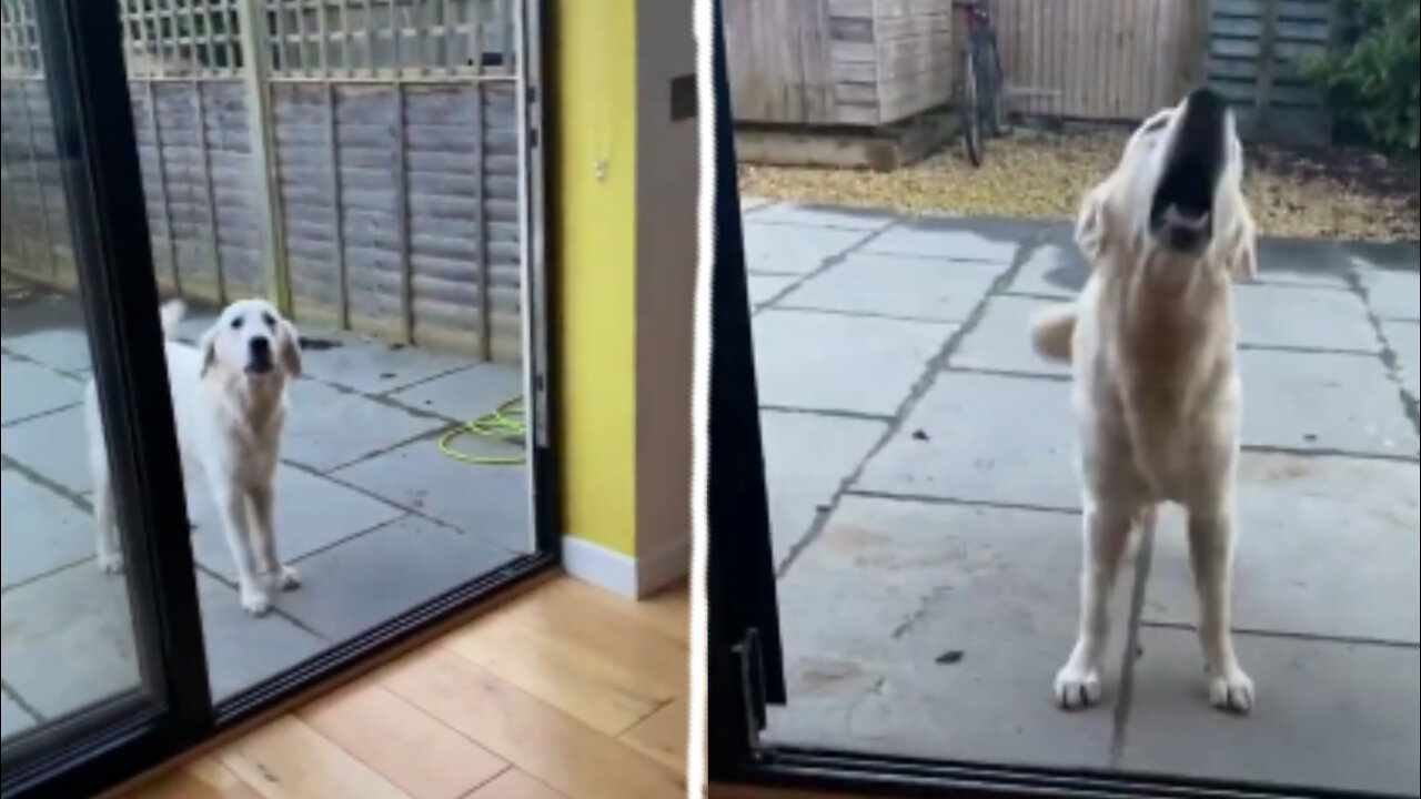 Golden retriever is afraid to stay outside the house even with the door open