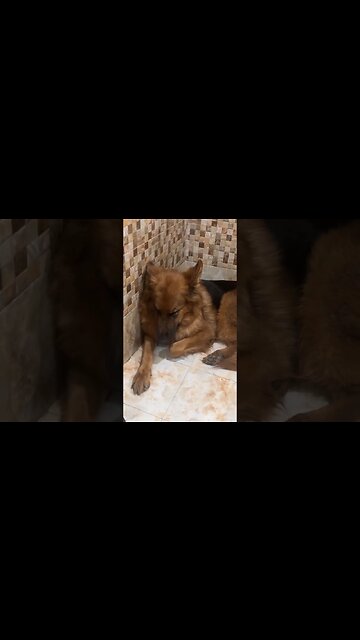 The famous dog has chosen the bathroom as a room #realdog #dog #famousdog #video a dog the dog room