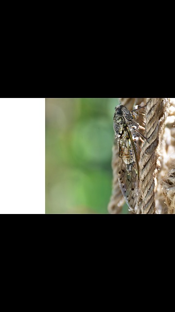 the cicada the star of our hot summer days