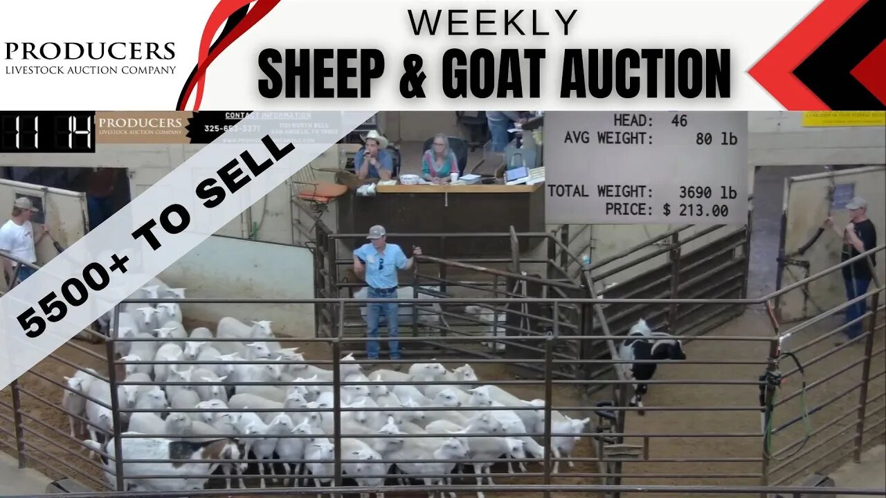 5/16/2023 - Producers Livestock Auction Company Sheep & Goat Auction