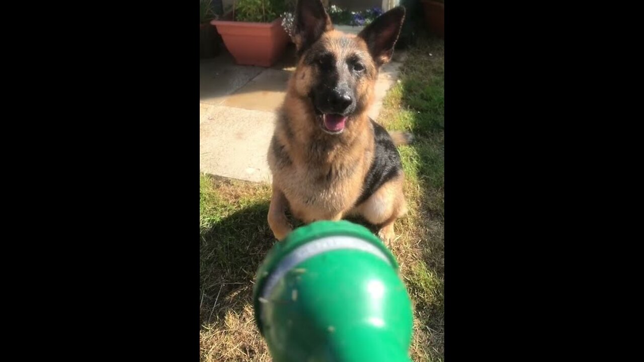 Funny Dog Videos 2021 funnyanimals
