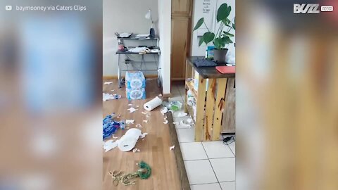 Un chien surpris en plein carnage dans la maison