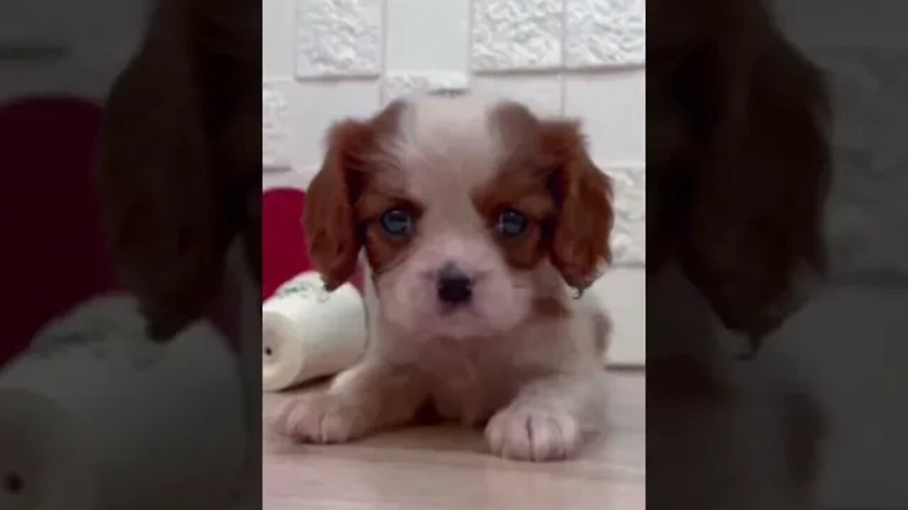 Funniest Cat and Dog Videos Compilation