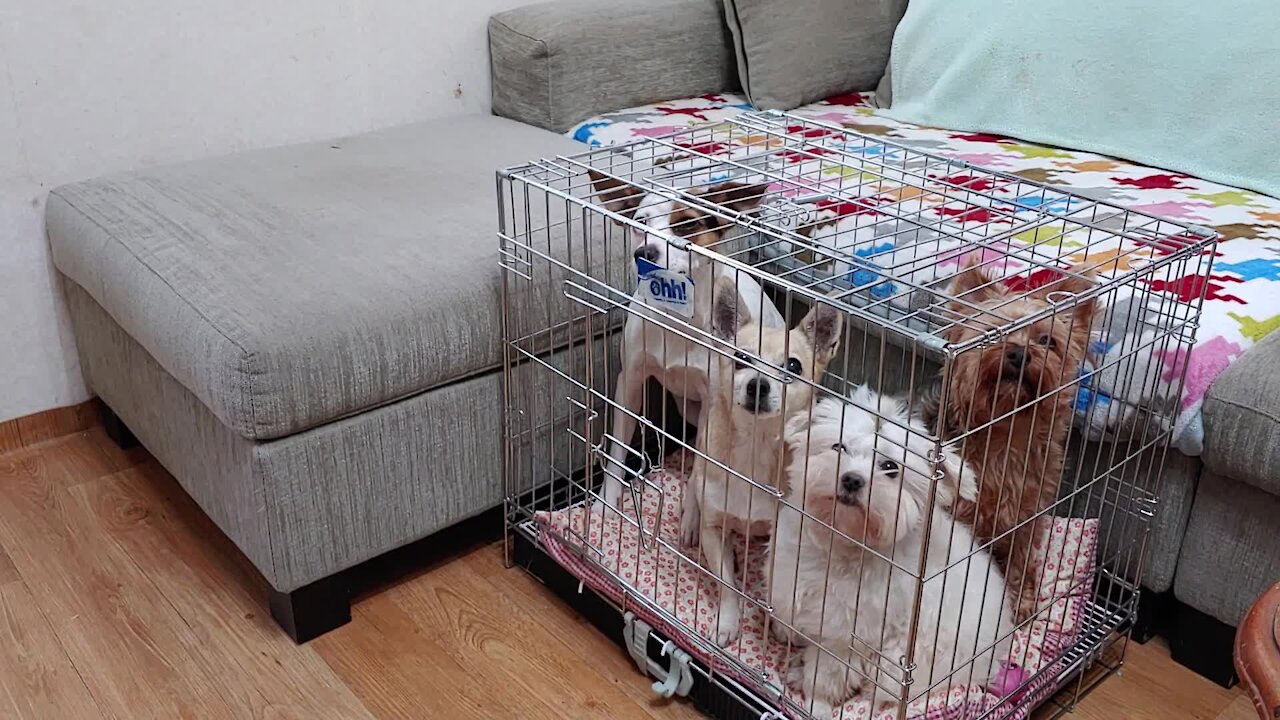 Smart puppies know how to open cage, go inside and close gate behind them