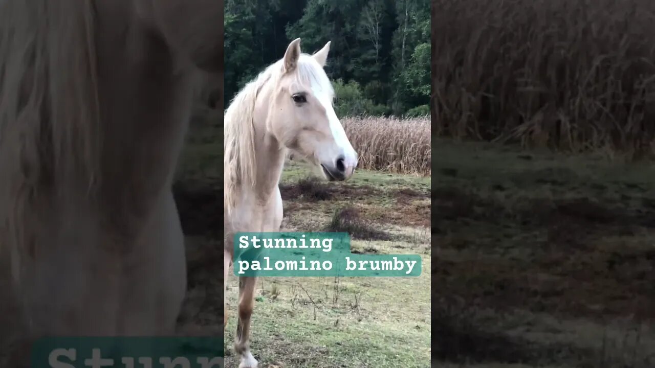 Stunning palomino brumby with winter coat