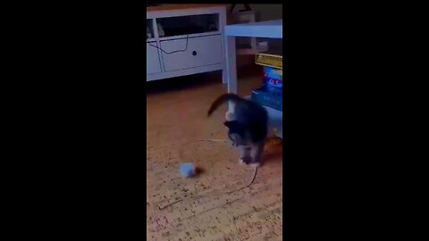 Funny Cute Cat Videos 2023 #shorts #youtubeshorts #ytshorts @boxtoxtv @awwanimals