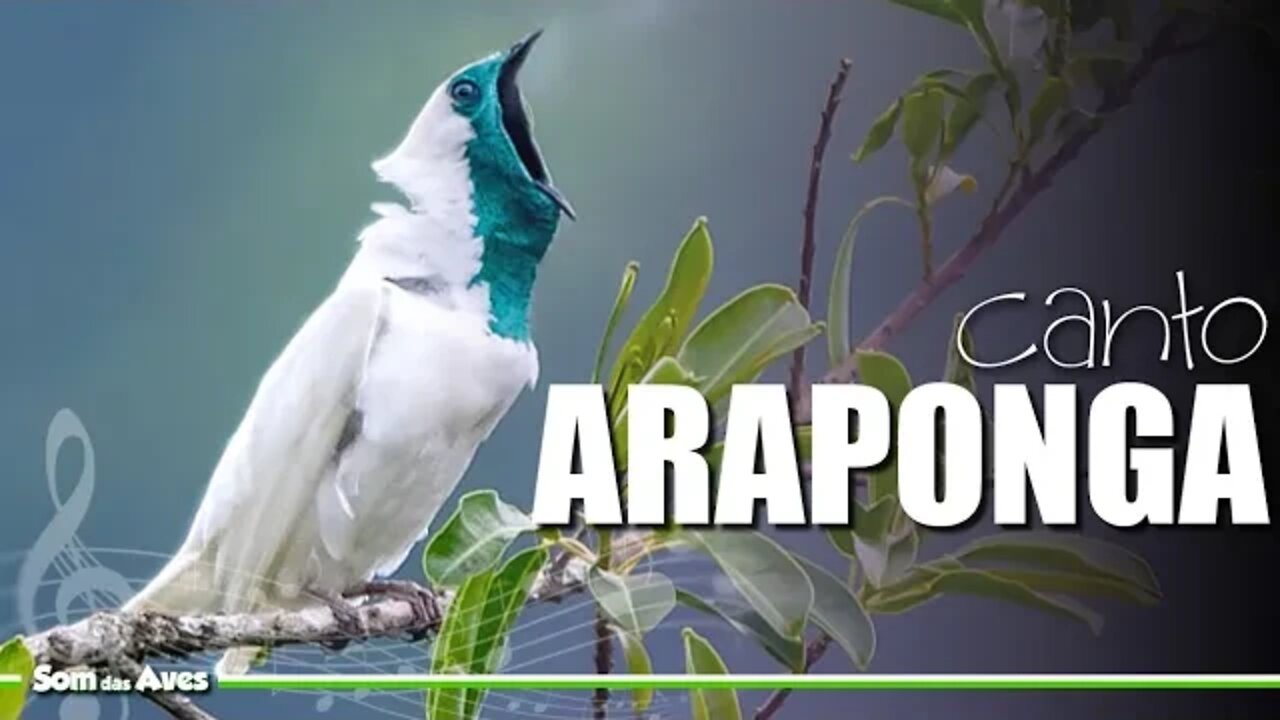 O Canto da ARAPONGA (Bare-throated Bellbird) Espécies Ameaçadas⚠️