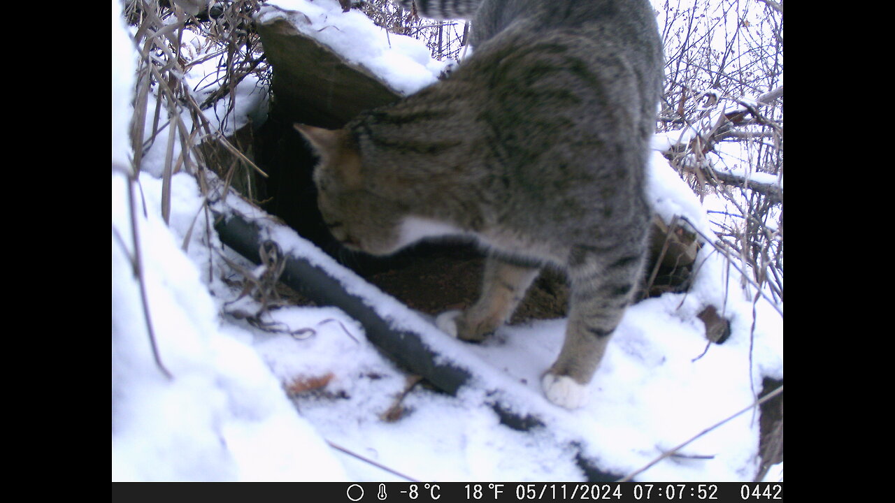 Trail Cam: Stray Returns - "I'll Never Be Hungry Again"