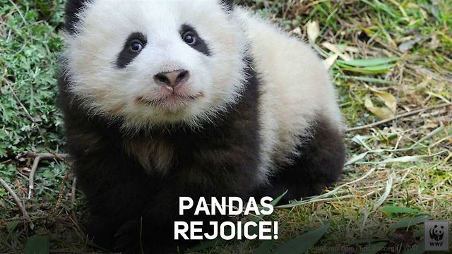 Giant panda population no longer endangered