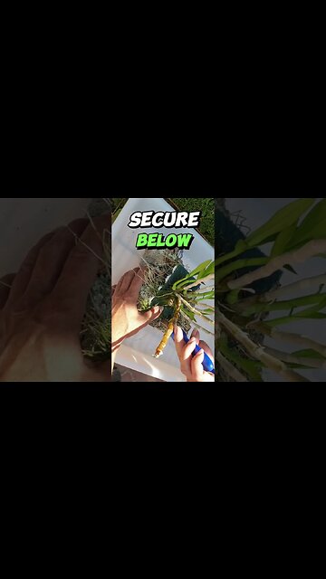 COPY THIS No Strings Attached Solid & Secure Orchid Mount Tutorial #ninjaorchids #shorts