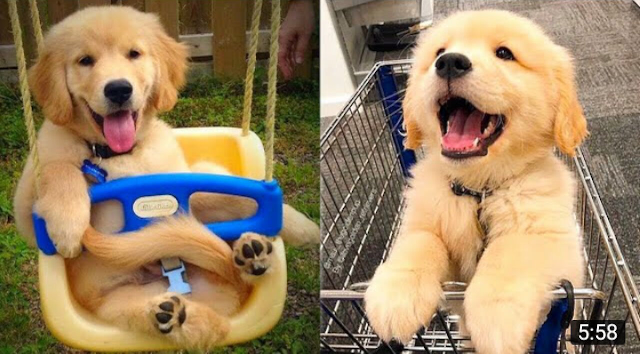 Baby Dog Funny Video funny dog fing