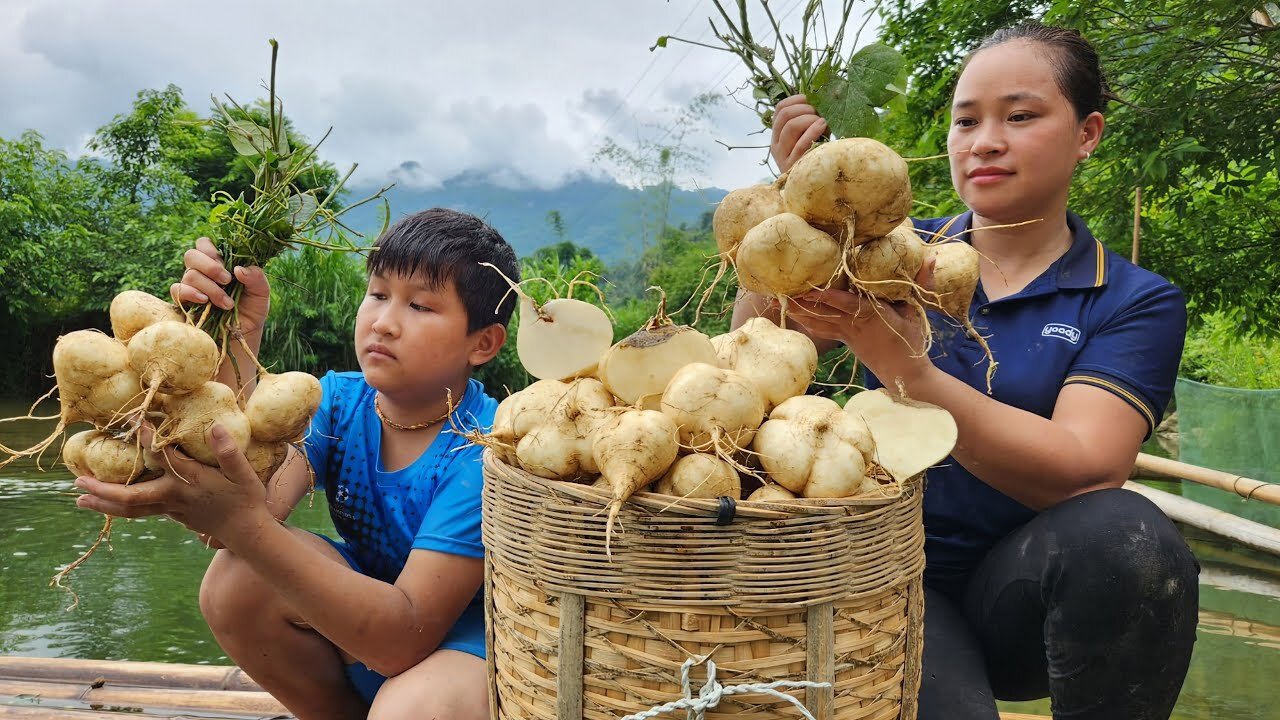 Harvest Yam Bean ( Jicama roots ) Goes to the market sell - Animal care _ Lý Thị Ca