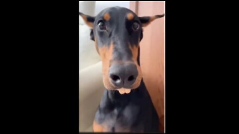 TRY NOT TO LAUGH 🤣🤣🤣 Best Funny Videos Compilation Animals 😂😂😂 Part 1