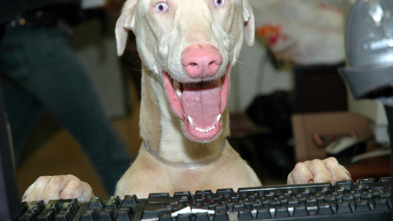Funny Animals "The Ultimate Animal Comedy Compilation"