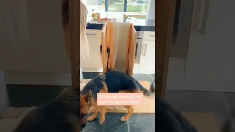 Dog Life Tiktok franklin and the puppy