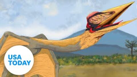 'Dragon of Death' flying reptile fossils unearthed in Argentina