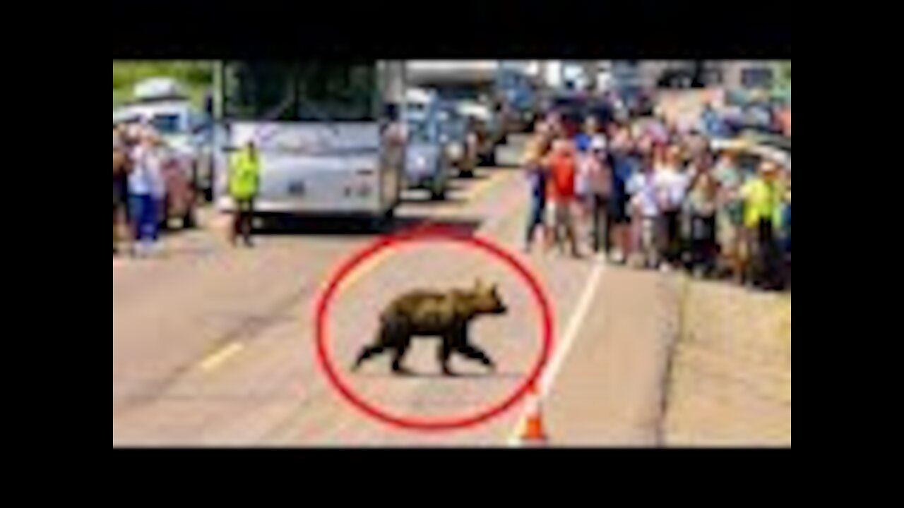 Baby Bear Collapses In Middle Of Road, Cop Realizes He Needs To Run