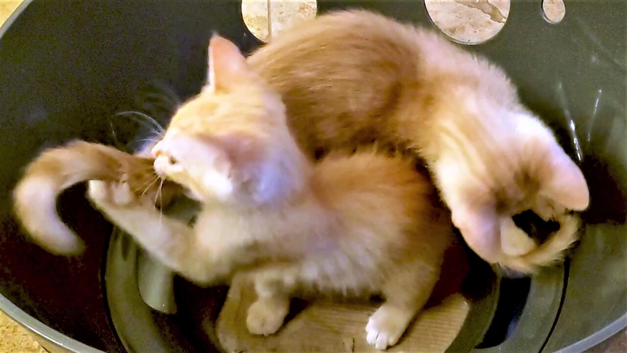 Kittens Chasing Their Tails In A Bowl Is Beyond Adorable