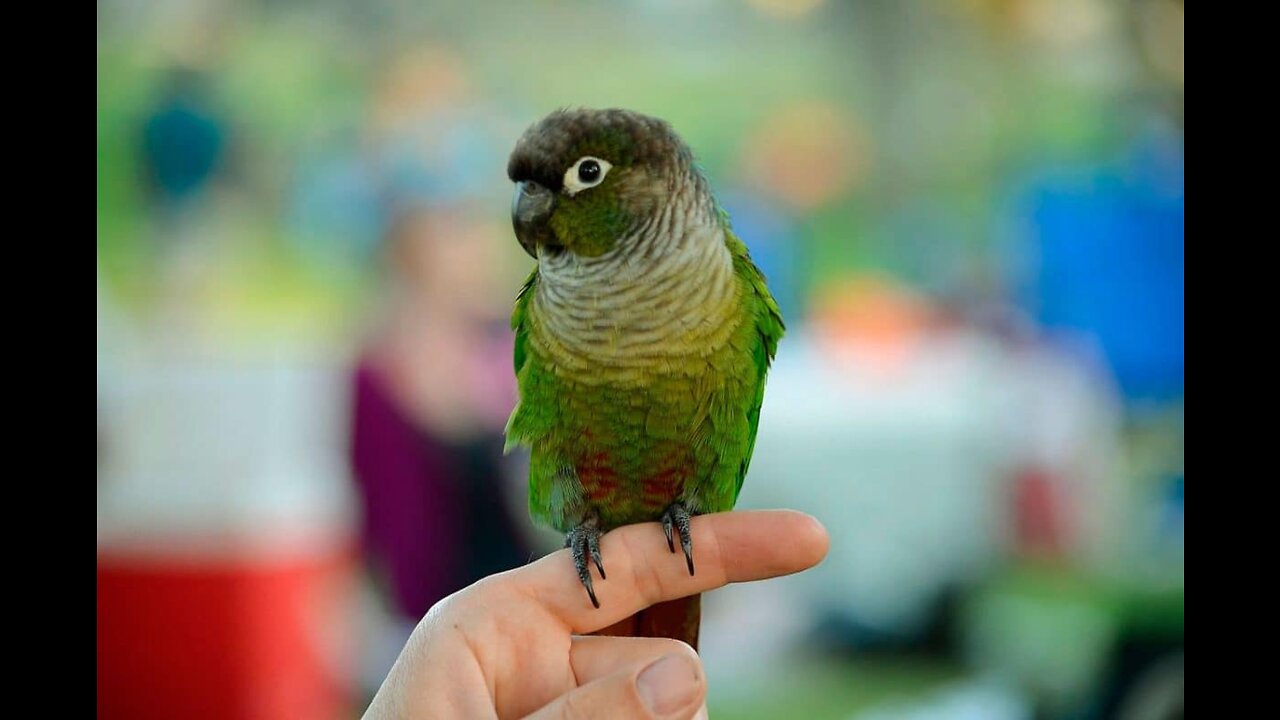 my beloved little bird conure molina