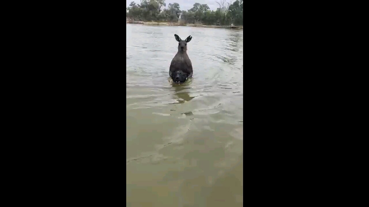 Man VS Kangaroo. Who wins?