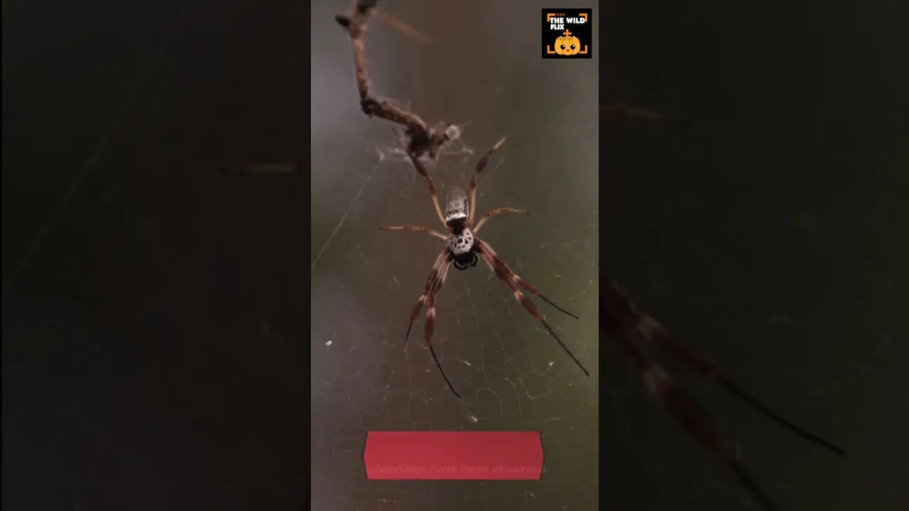 baby spiders eat their mother 🕷️👶 #spiders #weirdanimals #bizzarefacts #insectfacts