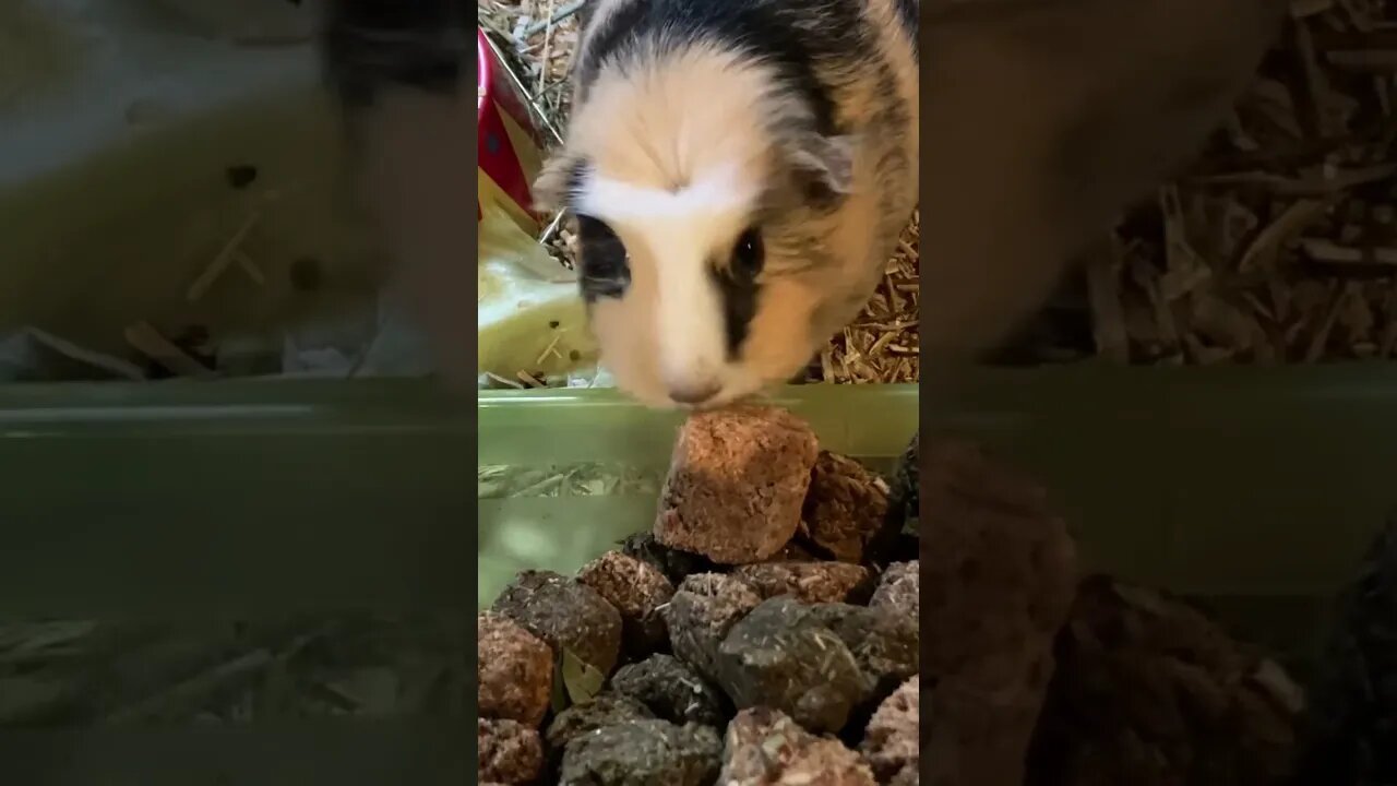 Guinea pig enjoying a treat