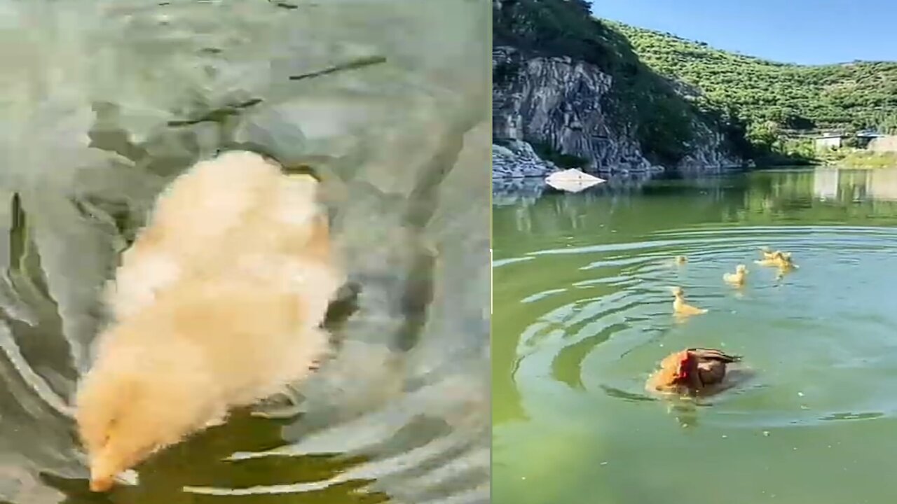 This hen is swimming like a duck