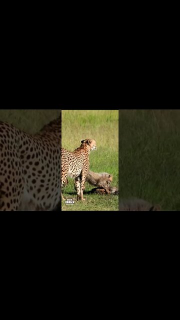 Cheetah Cubs Play | Saturday #shorts