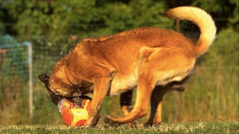 Playful dog with ball