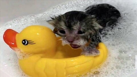 😹 Animals Carsh 🙉 funny dogs moments in 2024😻