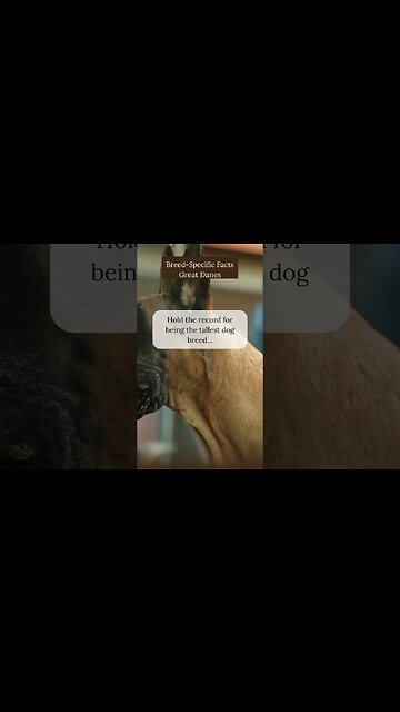 Fun Facts about Great Danes