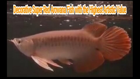 Decorative Super Red Arowana Fish with the Highest Artistic Value