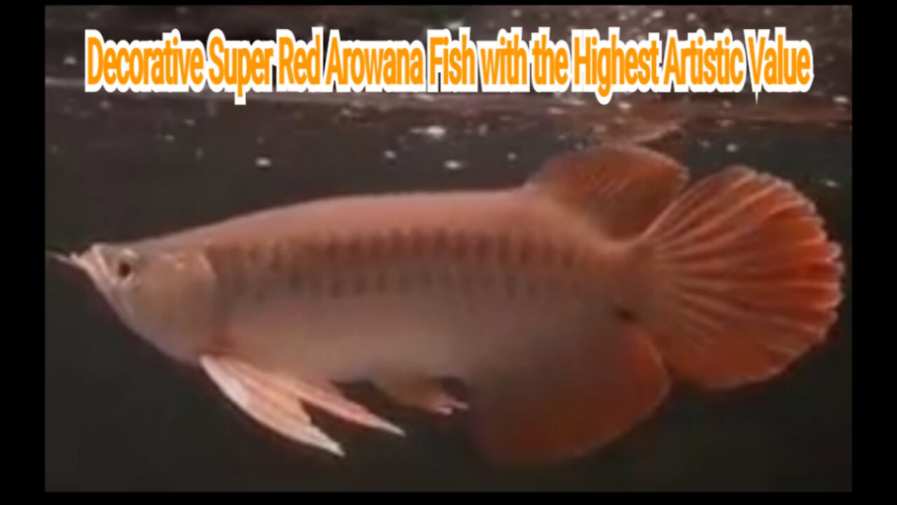 Decorative Super Red Arowana Fish with the Highest Artistic Value