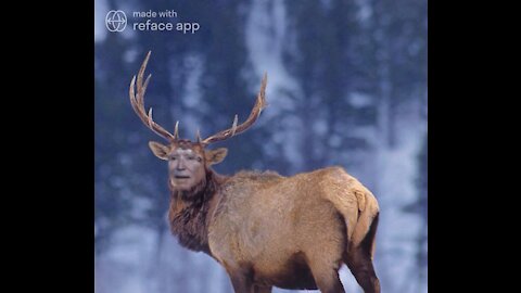 The Ultimate Joe Biden Elk Meme!