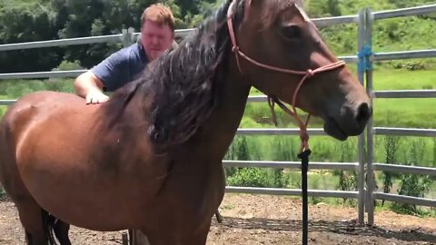 Gentling brumby for feet trimming. No force earning trust.