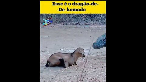 dragão de komodo mortal