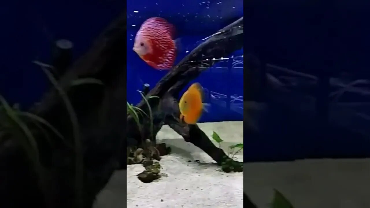 Discuss Fish Tank l #shorts l #discussfish l @BikisAviary