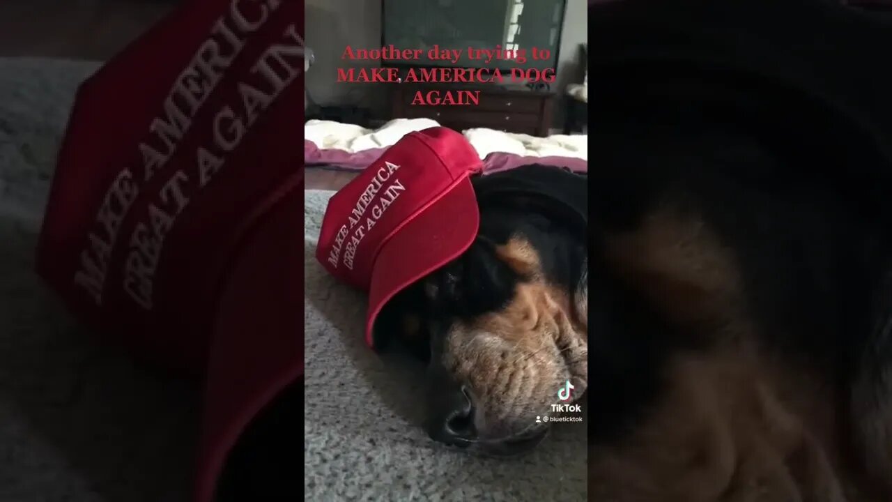 #BlueTick wants to Make America #Dog Again! #shorts #shortsvideo