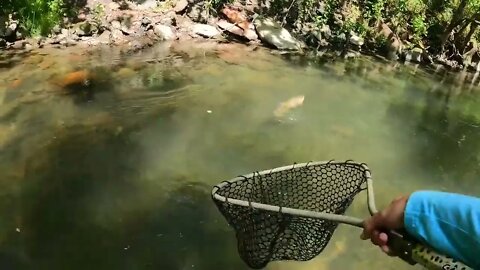 Catching GIANT Brown Trout in a Small Creek! -35