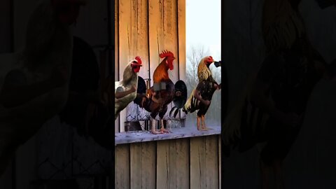 Avengers: Endgame - National Geographic Version😂 🐓🐓🐓