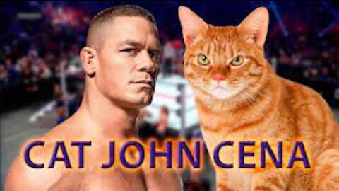 If Your Cat Is John Cena!!! Funny Animals Videos 2021 Watch Till The End