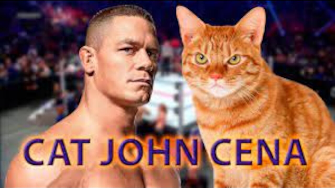 If Your Cat Is John Cena!!! Funny Animals Videos 2021 Watch Till The End