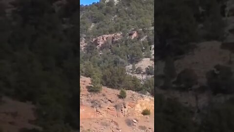 I locked eyes with Sasquatch #colorado #bigfoot #encounter