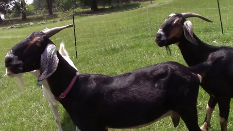 Preparing for our family milk cow