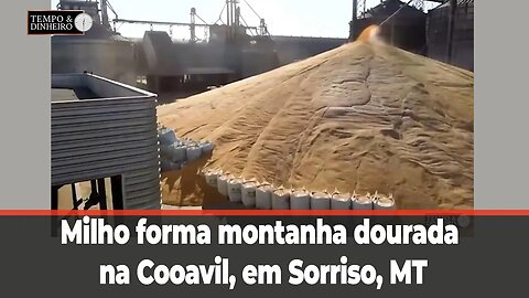 Milho forma montanha dourada na Cooavil, em Sorriso, MT